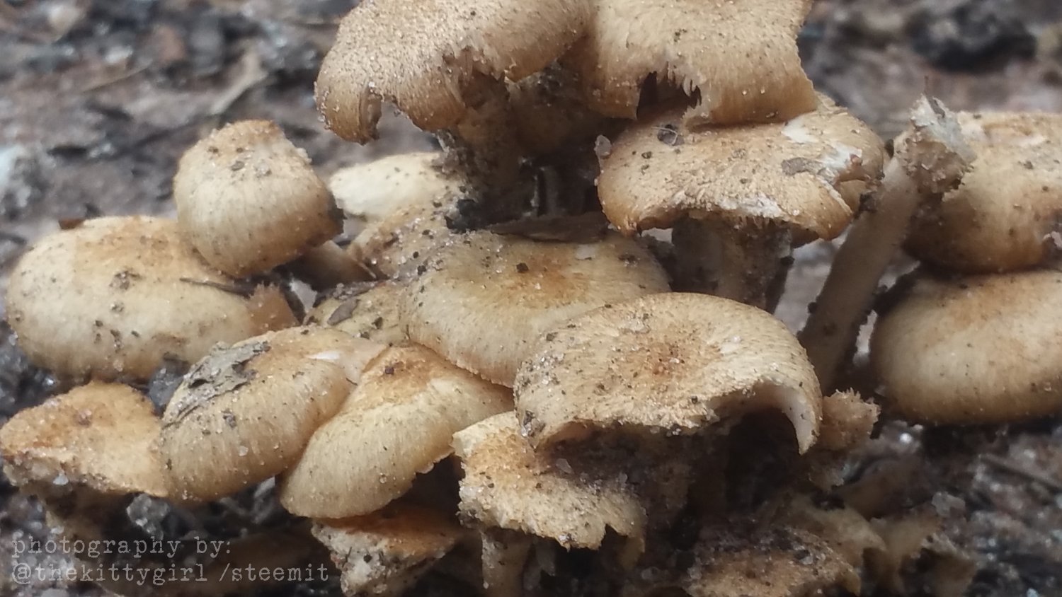 MushroomCondo4.jpg