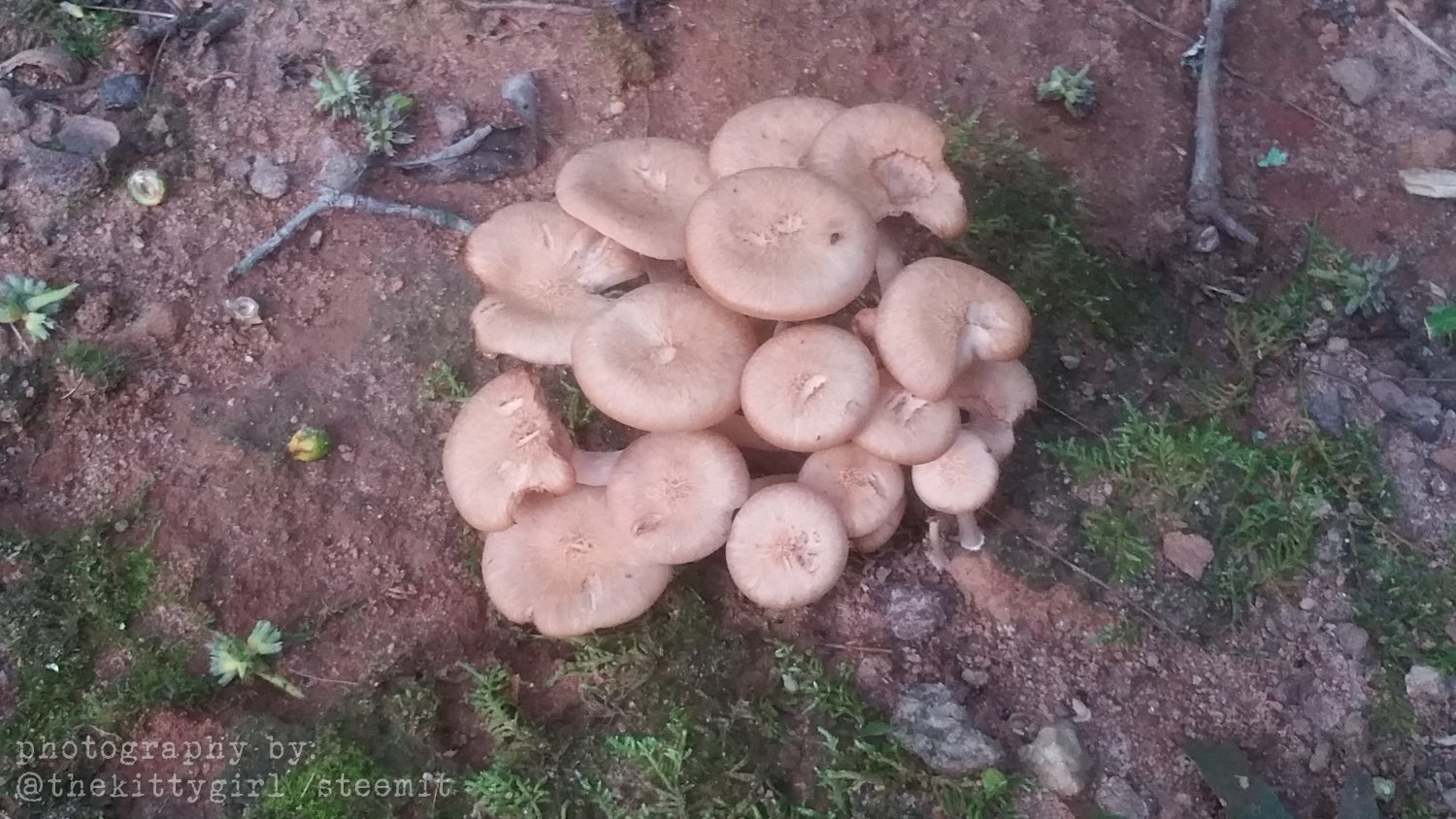 MushroomCondo2.jpg