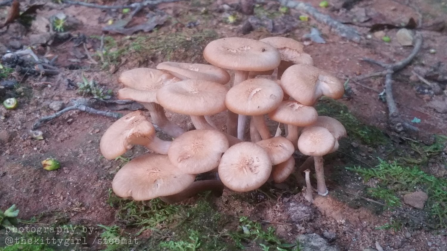MushroomCondo1.jpg