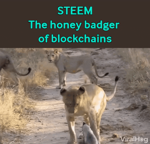 steem honey badger of blockchains.gif