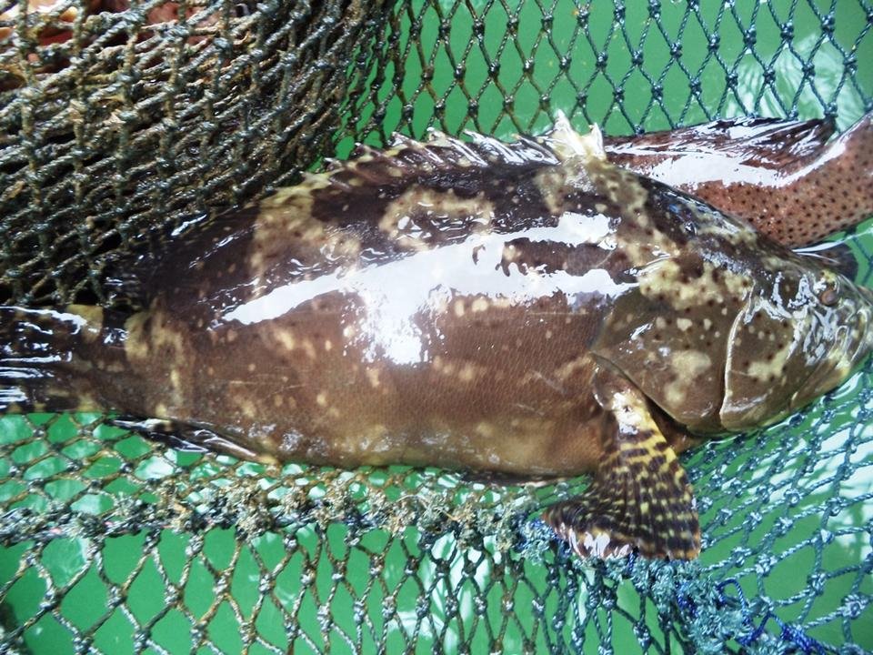 kerapu4.jpg