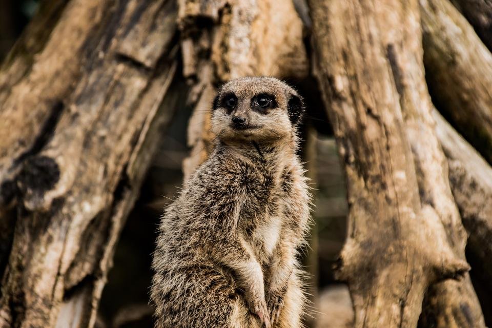 Meerkat Manor Park Tenby - by steve j huggett.jpg