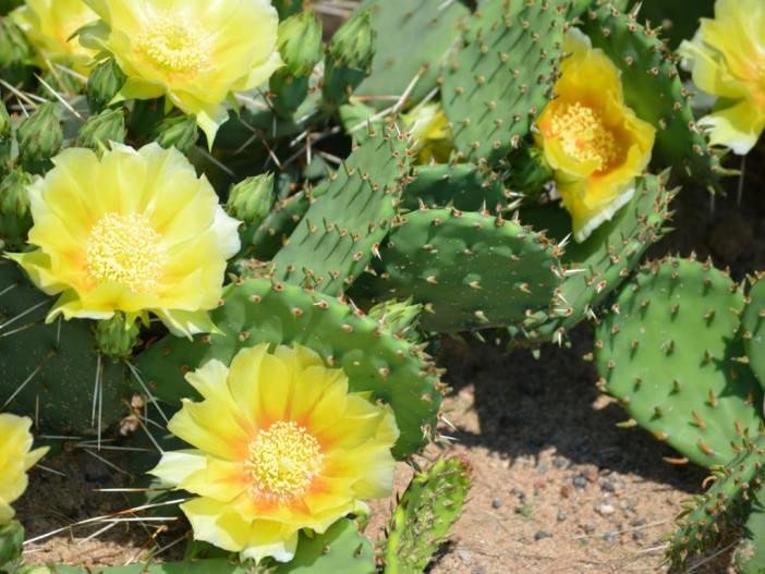 Prickly-Pear-Cactus-702x527.jpg