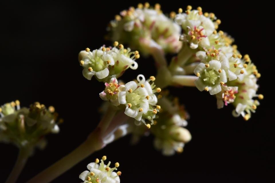 Crassula Perforata flower 3.jpg