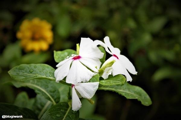 rosy-periwinkle-tapakdara1.JPG