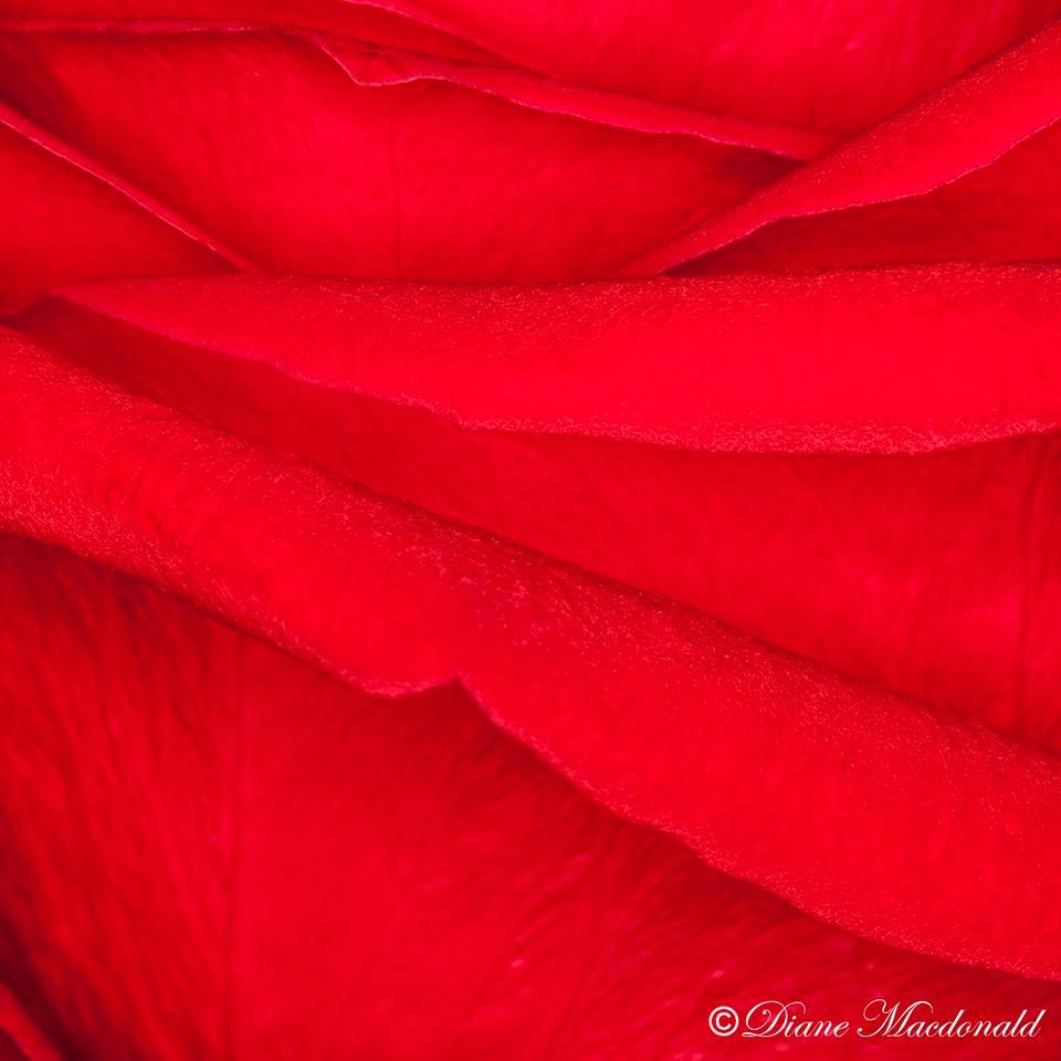 red rose macro.jpg