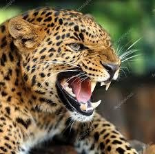 Leopar Vs Leopar Steemit
