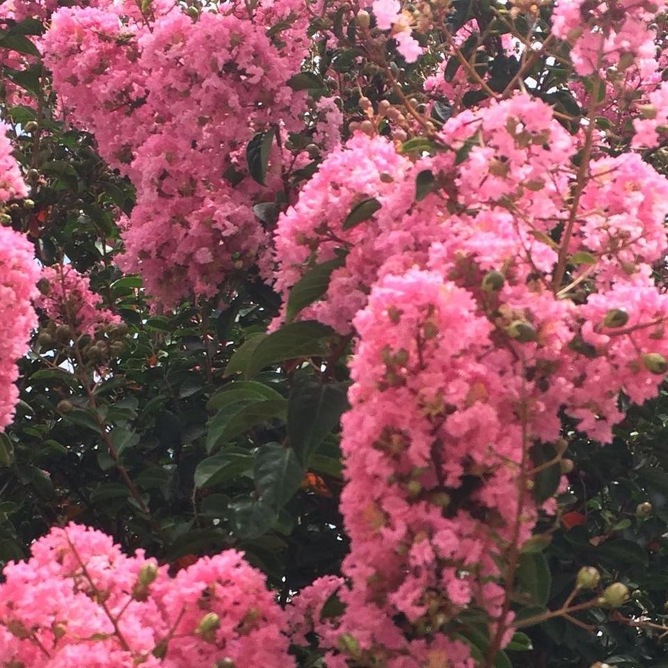 madisonparkflowers.jpg