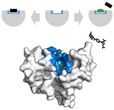 DHFR_methotrexate_inhibitor.jpg