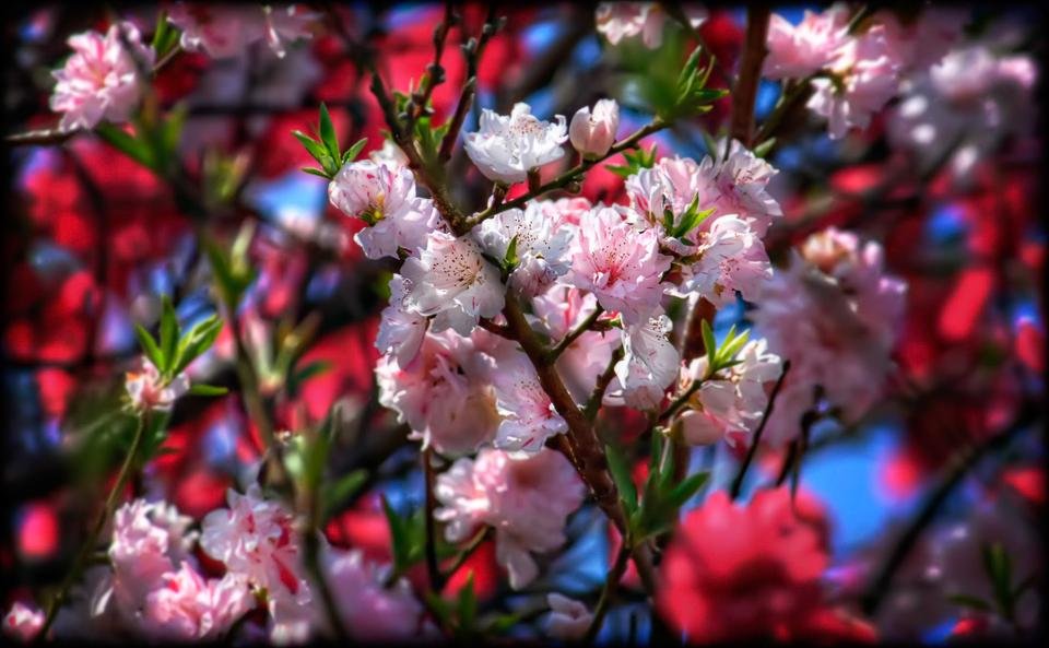 Red,_White,_and_Pink_Peach_Blossoms.jpg