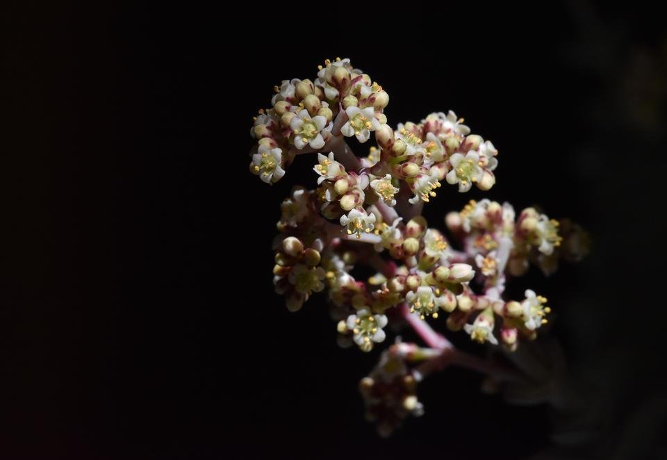 Crassula Perforata flower 1.jpg