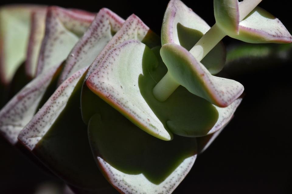 Crassula Perforata 1.jpg