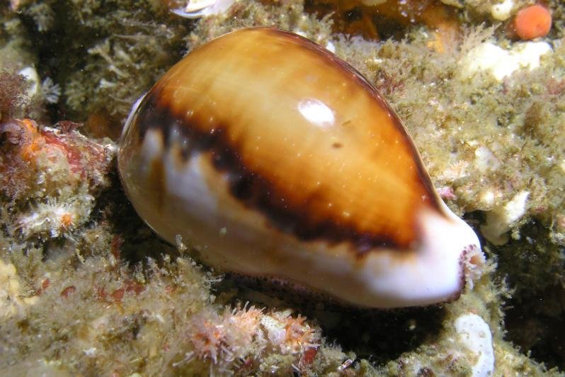 sea-cowry-moneta.jpg