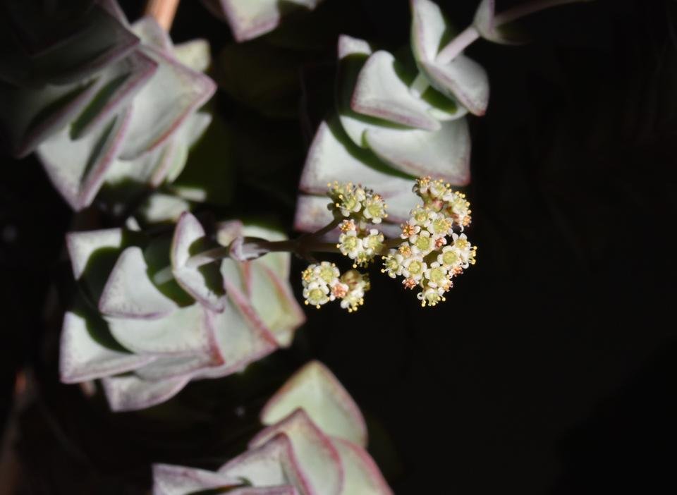 Crassula Perforata flower 2.jpg