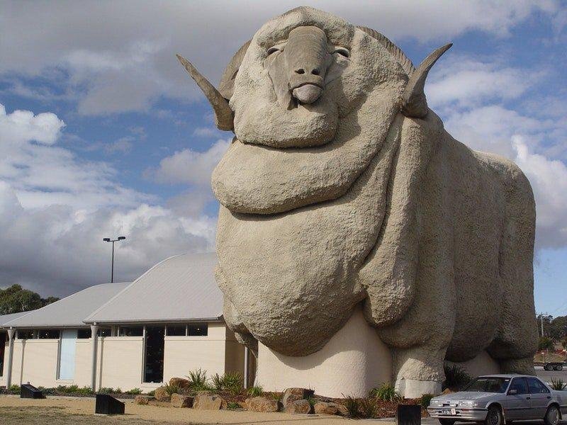 Big Merino.jpeg