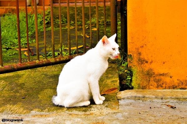 animalphotography white cat kucing kampung