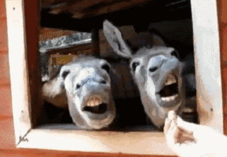 Image result for make gifs motion images of dumb cartoon donkeys