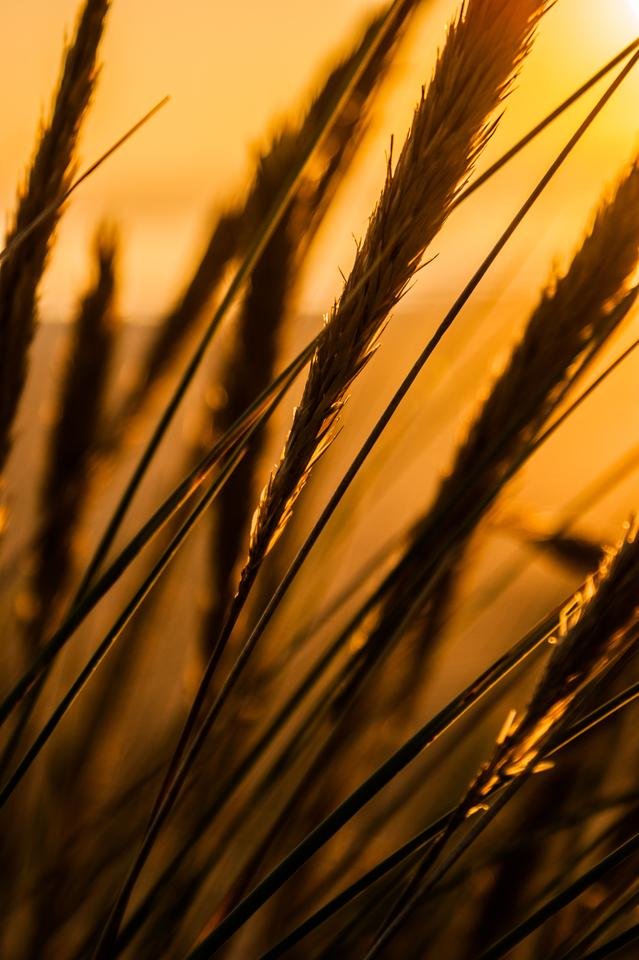 Cefn Sidan Golden Hour - Steve j Huggett.jpg