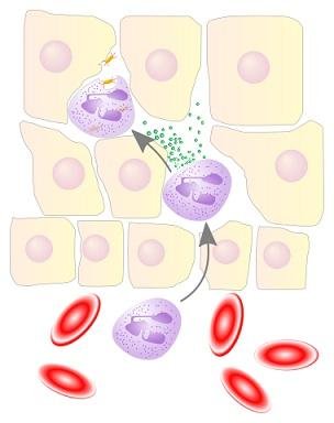 380px-NeutrophilerAktion.jpg