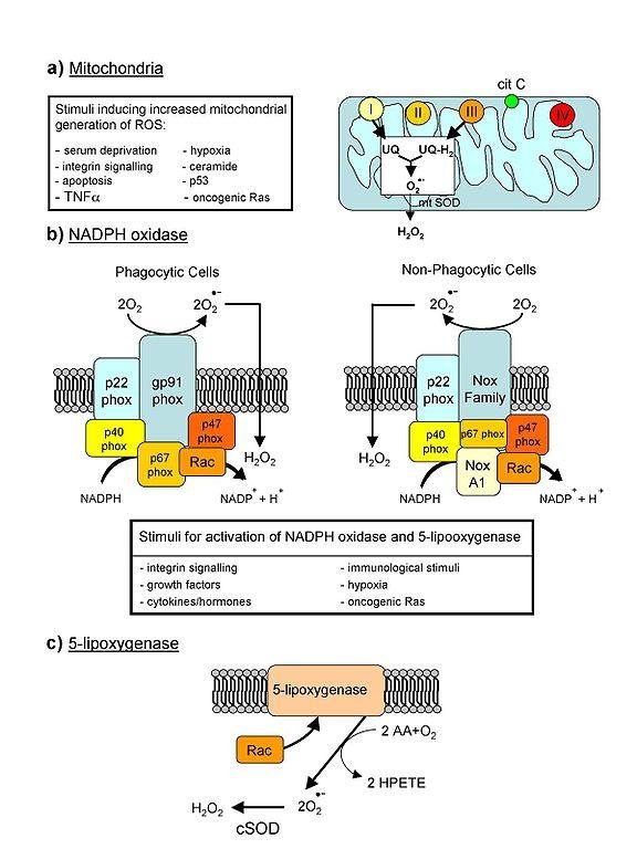 576px-Major_cellular_sources_of_Reactive_Oxygen_Species_in_living_cells.jpg