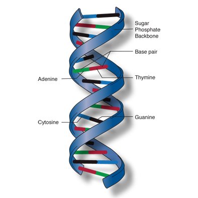 genetics - genome - gene