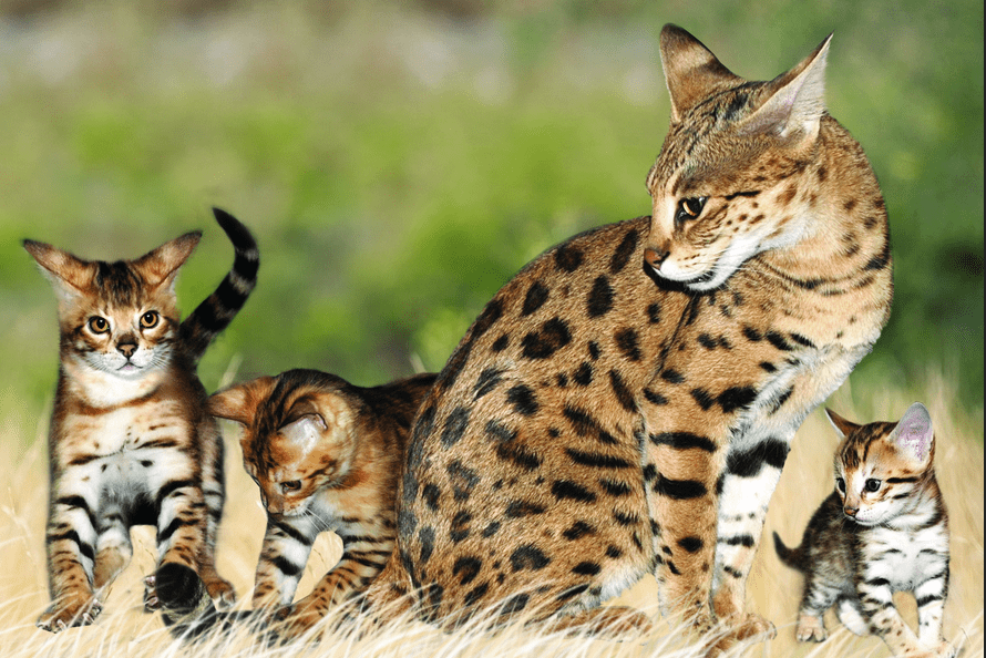 The savannah cat is one of the most expensive cats in the world 