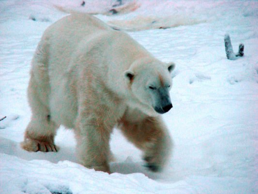 plyskin-isolation-inspired-by-polar-bear-skin-04-533x400.jpg