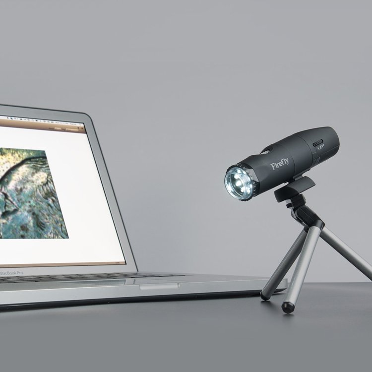 firefly4.jpg