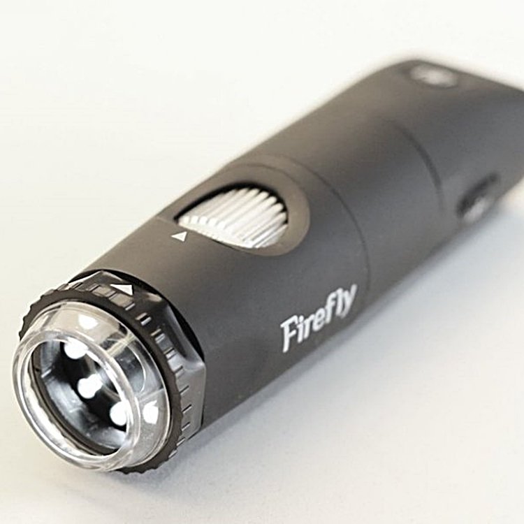firefly6.jpg