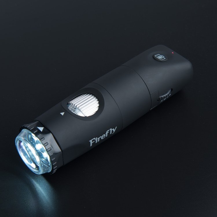 firefly5.jpg