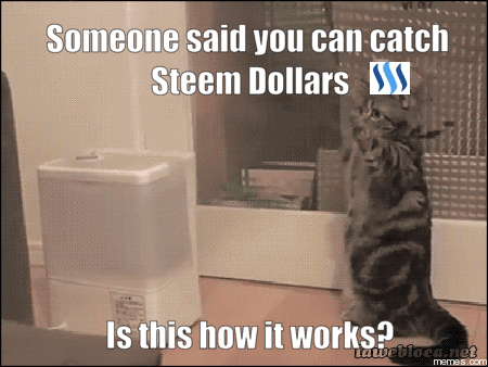 Steem Cat