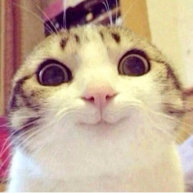 [Mr Vet part 2] Tips to make your cat happier and how to feed their big