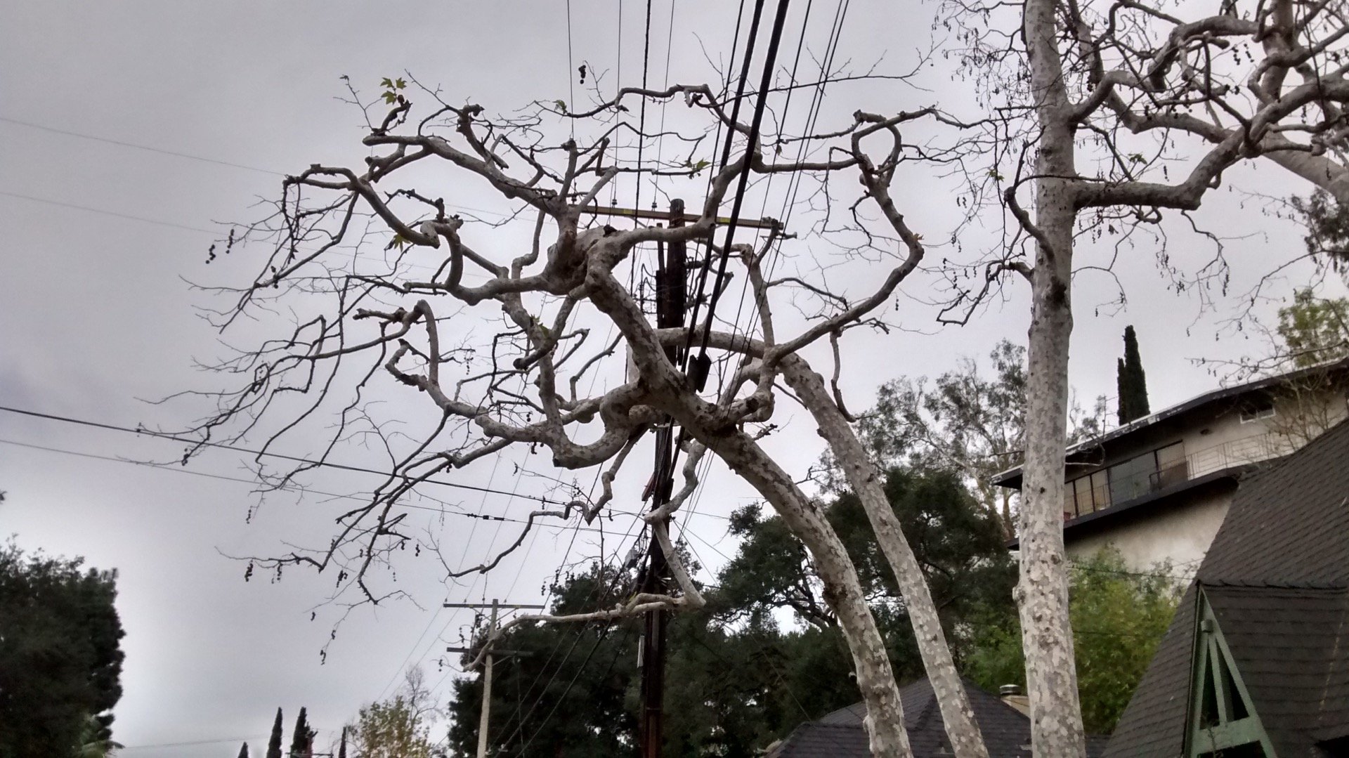 A Fascinating, Gnarly Tree