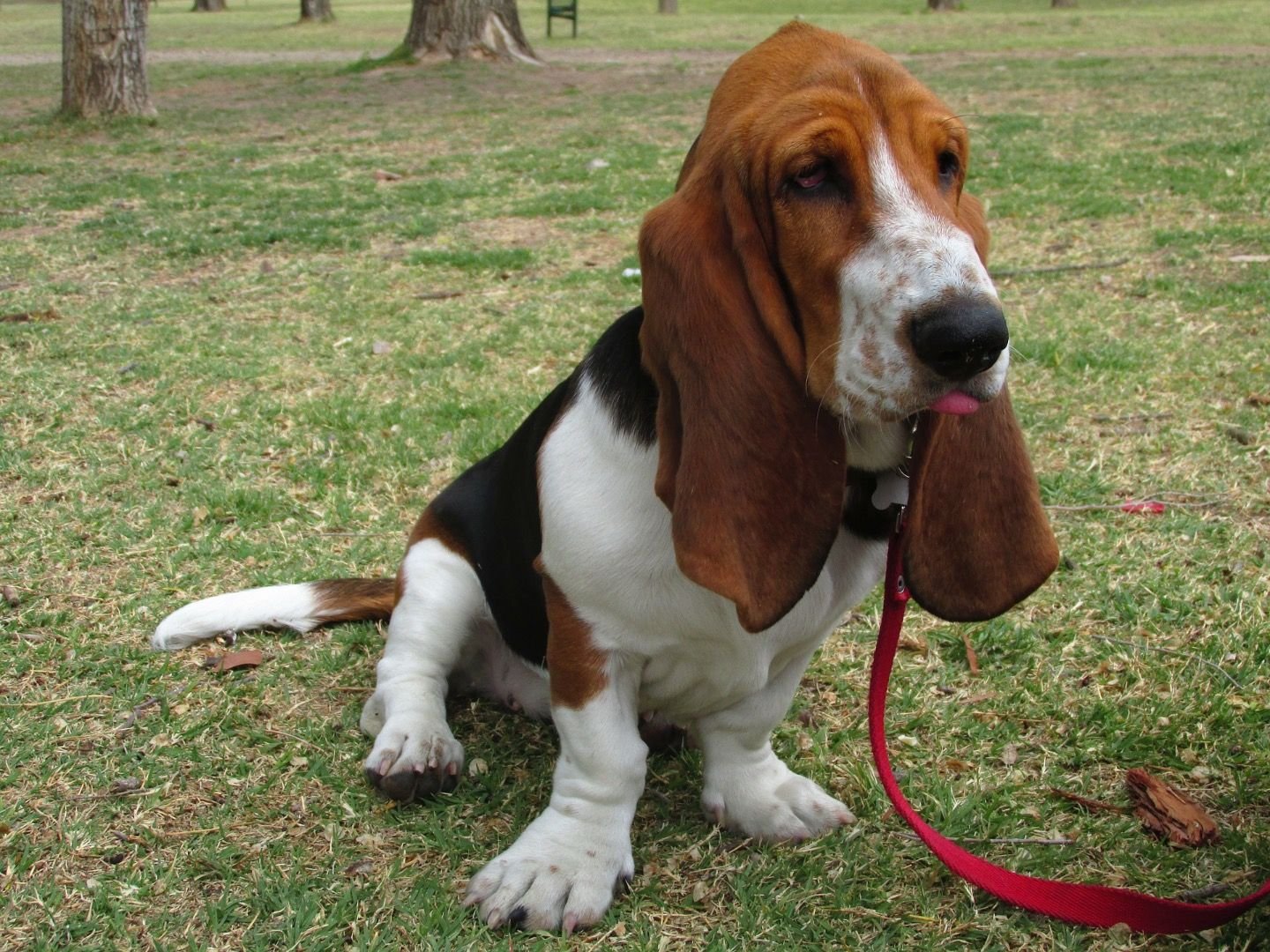 Joshua Was A Sweet Basset Hound