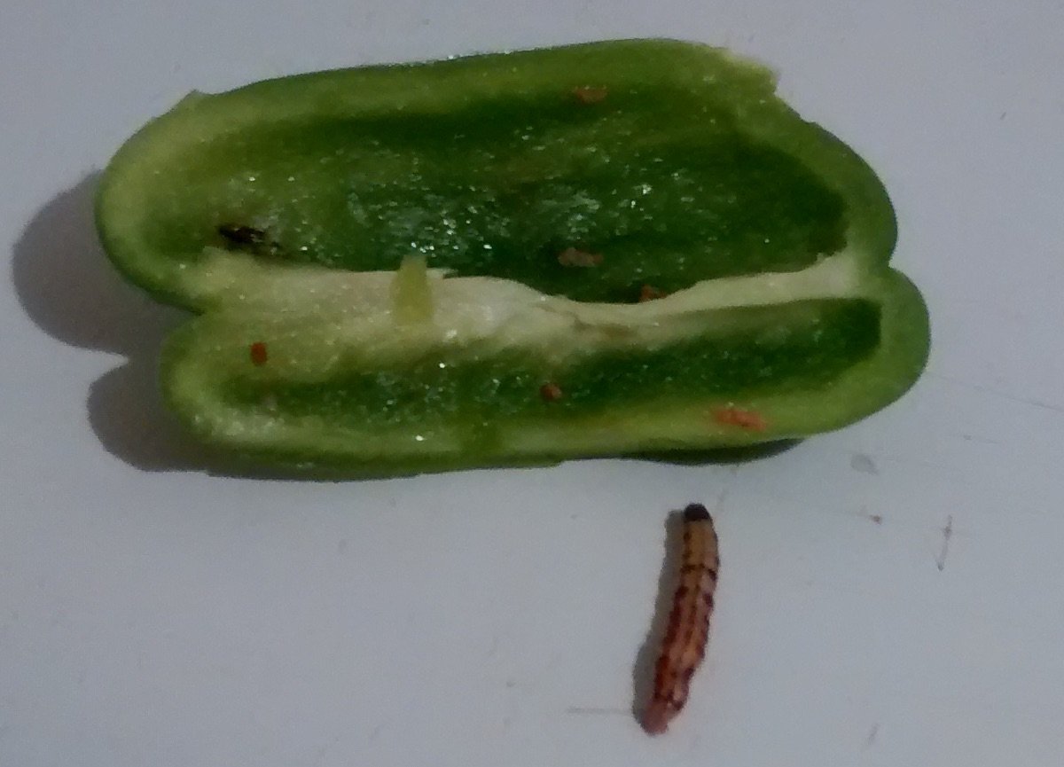 The Pepper With A Bonus Inside