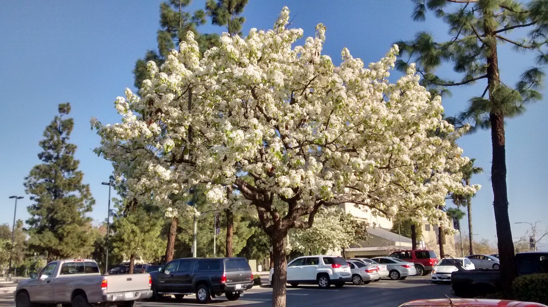 Southern California Dogwood