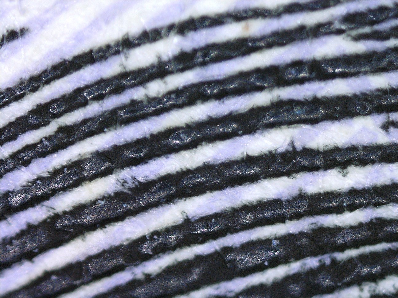 microscope1