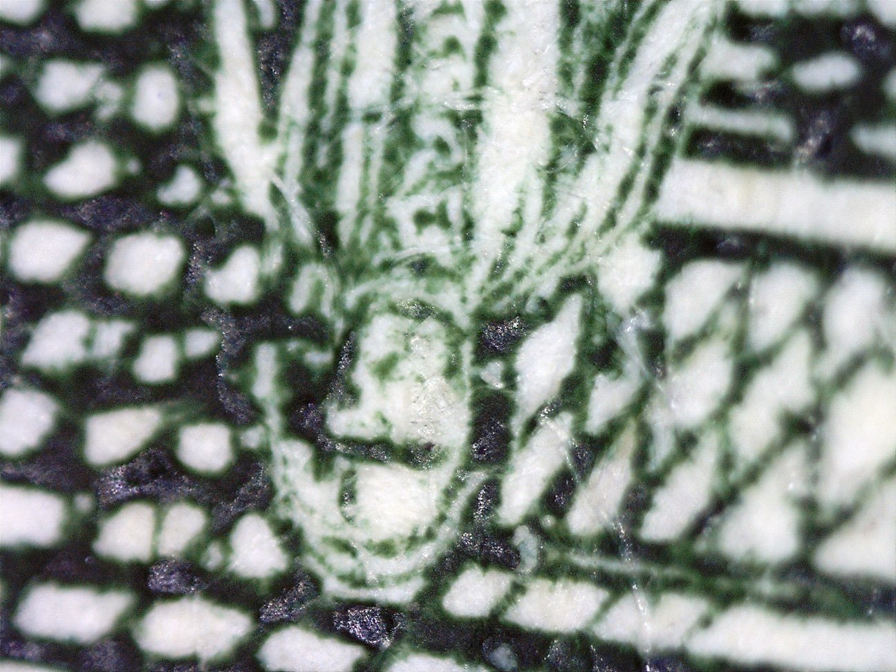 microscope11