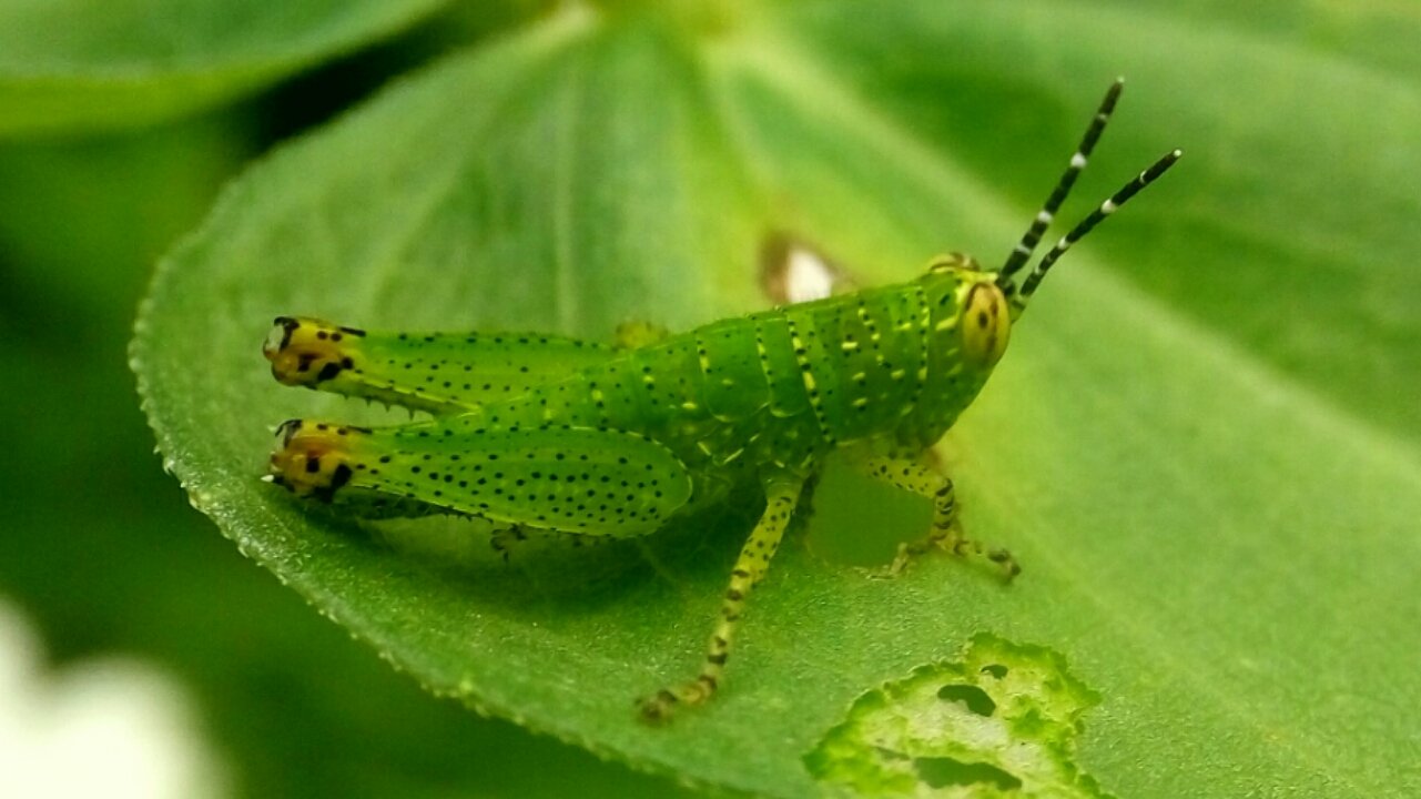 grasshoppers-eating-leaves-in-the-morning-steemit