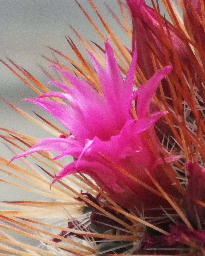 CactusBlossom