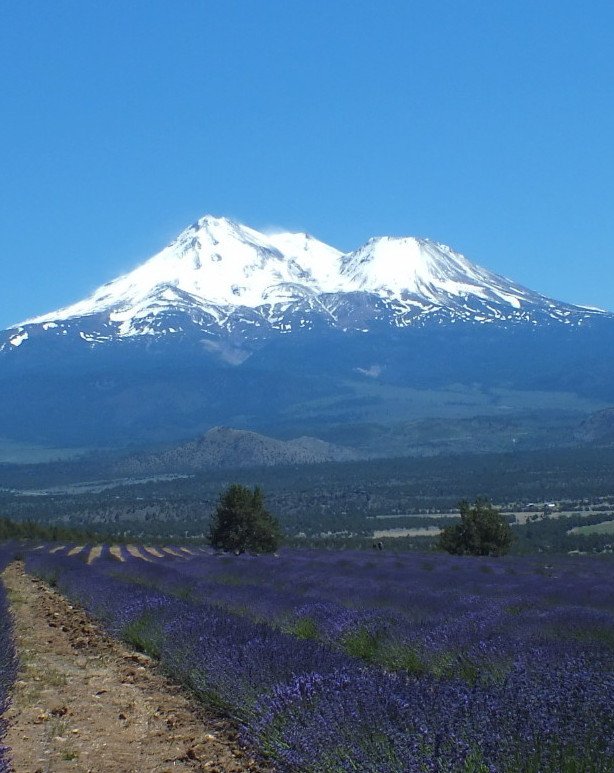 Shasta