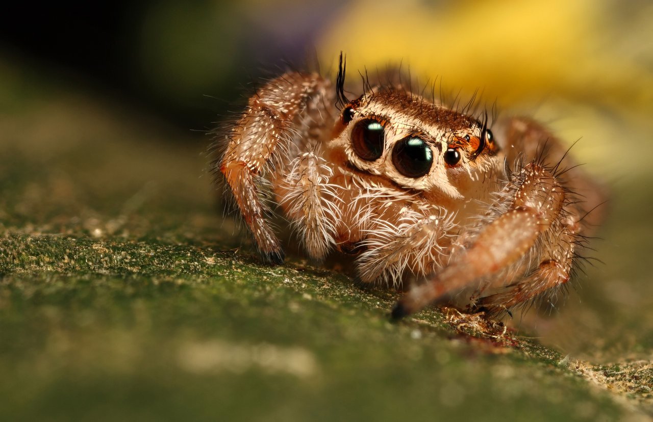 Spider fucking girlsex