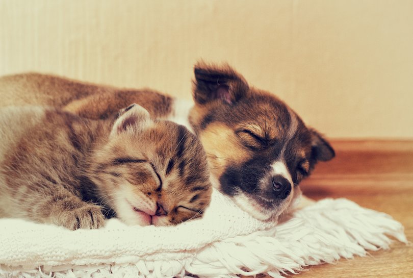 Kitten and Puppy