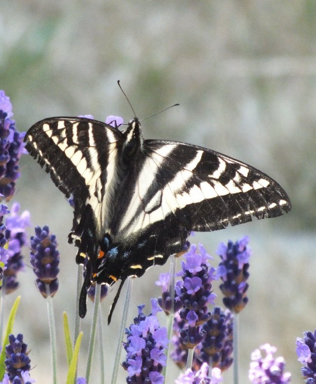 Swallowtail