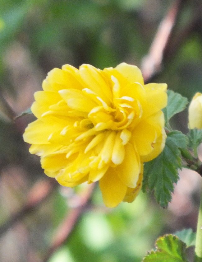 YellowFlower