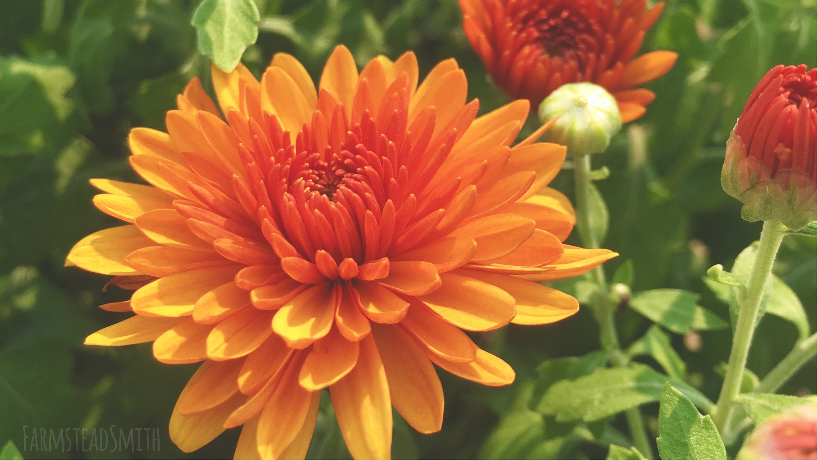 farmsteadsmith farmstead mums flower chrysanthemum