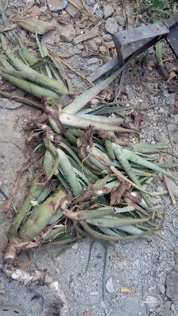 Plantas de sabila por sembrar