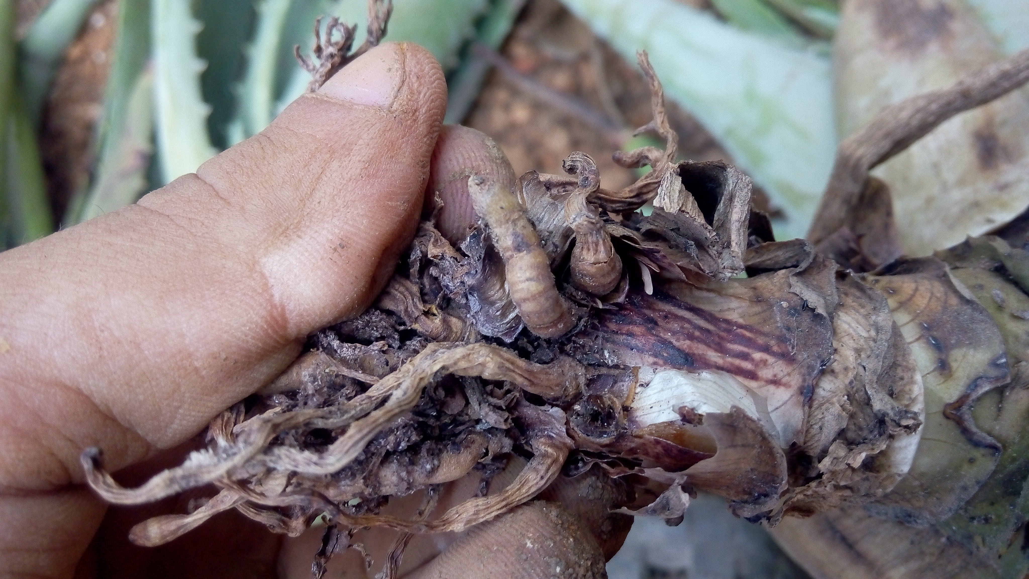 Plantas de sabila por sembrar