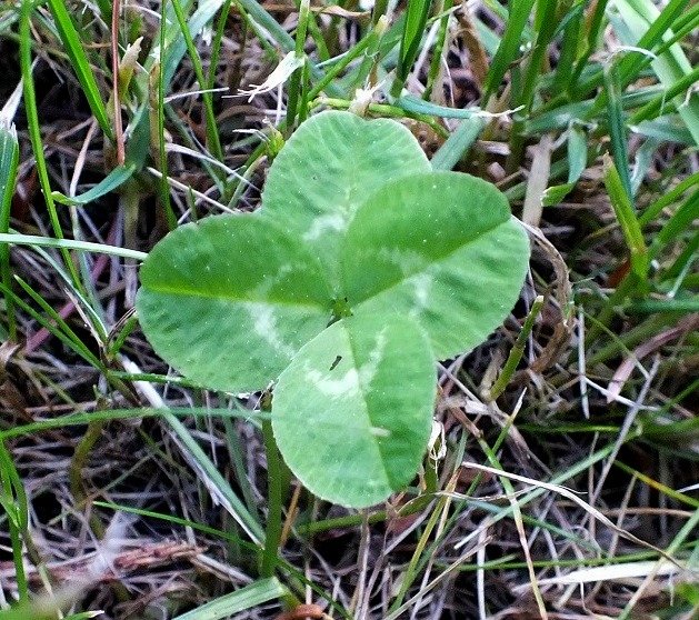 Clover