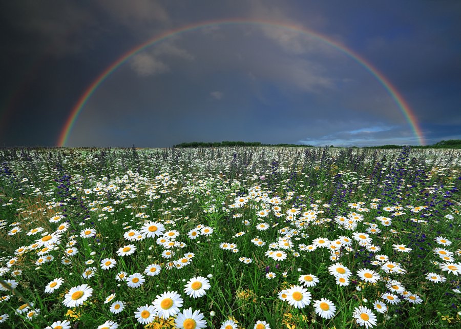 wildflower meadow